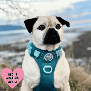 pug harness