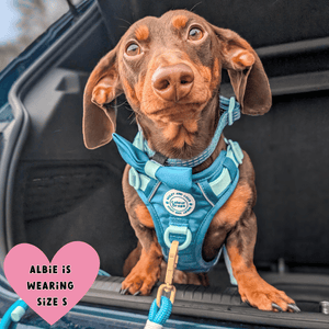 miniature dachshund harness