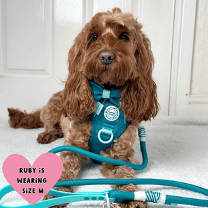 best harness for cockapoo