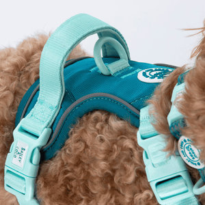 cavapoo dog harness