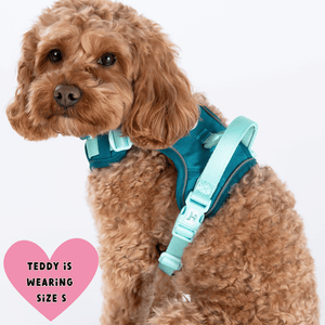 best harness for cavapoo uk