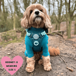 harness for cavapoo