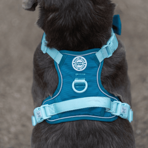 harness for labrador