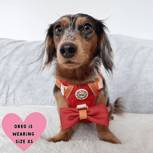 dachshund harness