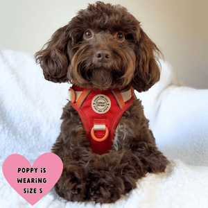 best dog harness for cockapoo