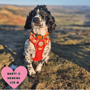 best harness for sprocker spaniel