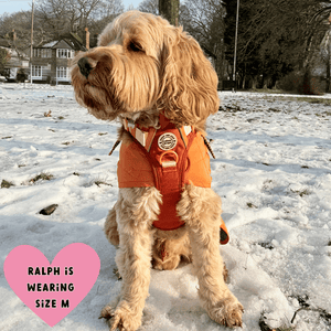 harness for cockapoo