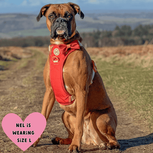 best harness for boxer dogs