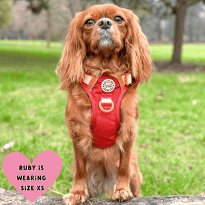 cavalier king charles spaniel harness