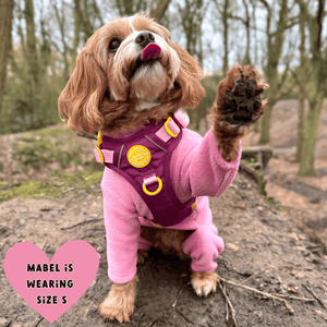 best dog harness for cockapoo