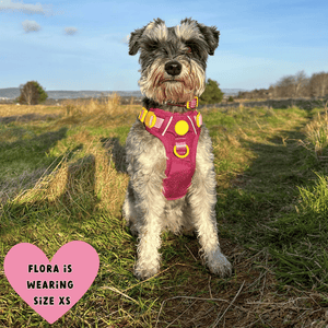 best harness for miniature schnauzer