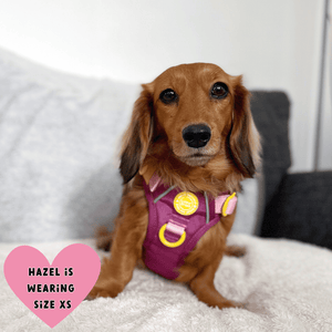 dachshund harness uk