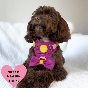 dog harness for cockapoo