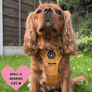 Trail & Glow® Dog Harness - Don't Hurry, Be Happy - Bailey and Coco (UK)