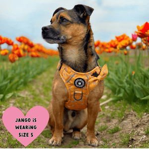 Trail & Glow® Dog Harness - Don't Hurry, Be Happy - Bailey and Coco (UK)