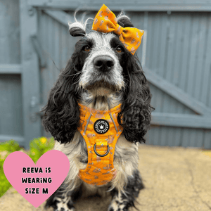 Trail & Glow® Dog Harness - Don't Hurry, Be Happy - Bailey and Coco (UK)