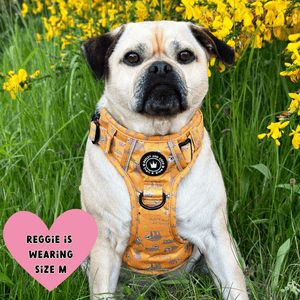 Trail & Glow® Dog Harness - Don't Hurry, Be Happy - Bailey and Coco (UK)