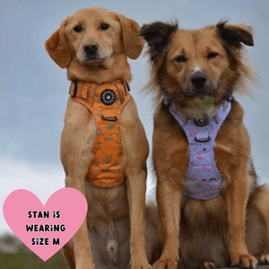 Trail & Glow® Dog Harness - Don't Hurry, Be Happy - Bailey and Coco (UK)