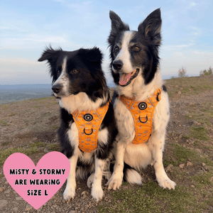 Trail & Glow® Dog Harness - Don't Hurry, Be Happy - Bailey and Coco (UK)