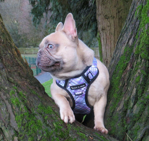 Trail & Glow® Dog Harness - Lilac Haze - Bailey and Coco (UK)