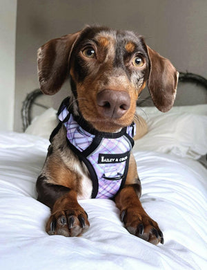 Trail & Glow® Dog Harness - Lilac Haze - Bailey and Coco (UK)