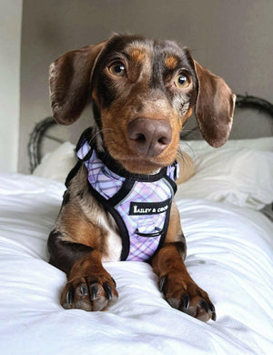 Trail & Glow® Dog Harness - Lilac Haze - Original Design - Bailey and Coco (UK)