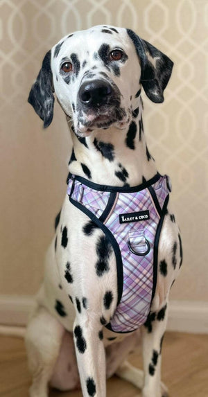 Trail & Glow® Dog Harness - Lilac Haze - Original Design - Bailey and Coco (UK)