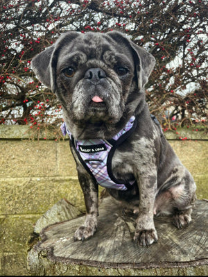 Trail & Glow® Dog Harness - Lilac Haze - Original Design - Bailey and Coco (UK)