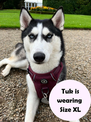 Trail & Glow® Dog Harness - Mulberry Tweed - Bailey and Coco (UK)