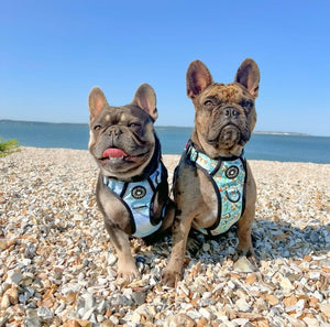 Trail & Glow® Dog Harness - Ocean Breeze - Bailey and Coco (UK)