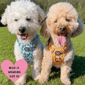 Trail & Glow® Dog Harness - Panda - monium - Bailey and Coco (UK)