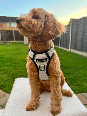 Trail & Glow® Dog Harness - Peppermint Paws - Bailey and Coco (UK)