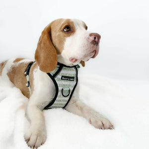 Trail & Glow® Dog Harness - Peppermint Paws - Bailey and Coco (UK)