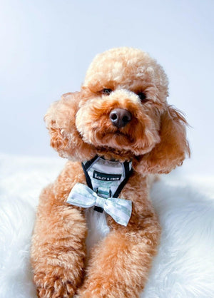 Trail & Glow® Dog Harness - Peppermint Paws - Bailey and Coco (UK)