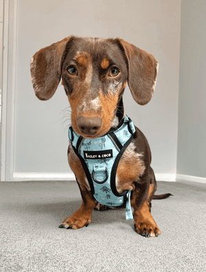 Trail & Glow® Dog Harness - The Charity One - Bailey and Coco (UK)