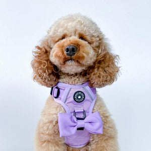 Trail & Glow® Dog Harness - The Lilac One - Bailey and Coco (UK)