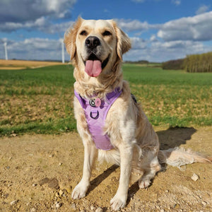 Trail & Glow® Dog Harness - The Lilac One - Bailey and Coco (UK)