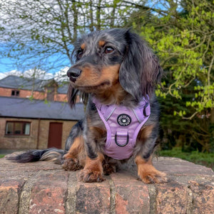 Trail & Glow® Dog Harness - The Lilac One - Bailey and Coco (UK)