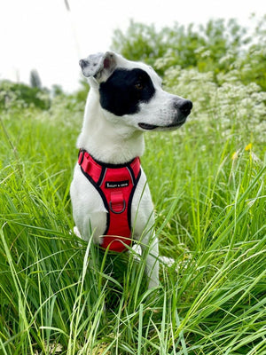 Trail & Glow® Dog Harness - The Red One - Bailey and Coco (UK)