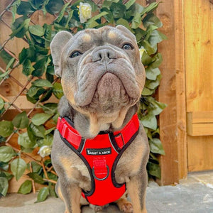 Trail & Glow® Dog Harness - The Red One - Bailey and Coco (UK)