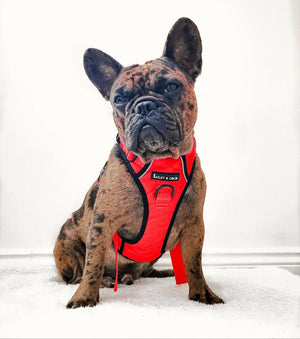 Trail & Glow® Dog Harness - The Red One - Bailey and Coco (UK)