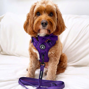 Trail & Glow® Dog Harness - The Royal Purple One - Bailey and Coco (UK)