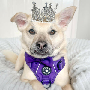 Trail & Glow® Dog Harness - The Royal Purple One - Bailey and Coco (UK)