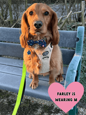 Trail & Glow® Dog Harness - Vanilla Teddy - Bailey and Coco (UK)