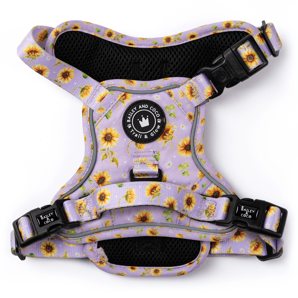 Trail & Glow® Dog Harness - Walking on Sunshine - Bailey and Coco (UK)