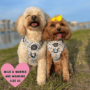 Trail & Glow® Dog Harness - Wanna - Bee II - Bailey and Coco (UK)