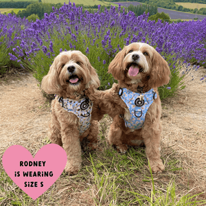 Trail & Glow® Dog Harness - Wanna - Bee II - Bailey and Coco (UK)