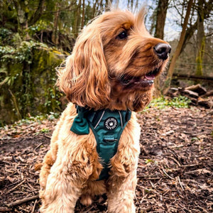 Trail & Glow® Emerald Green Dog Harness - Bailey and Coco (UK)