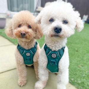 Trail & Glow® Emerald Green Dog Harness - Bailey and Coco (UK)