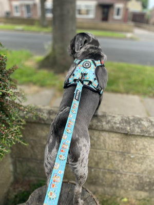 Trail & Glow® Fabric Dog Lead 5ft - All I Avo Wanted - Bailey and Coco (UK)